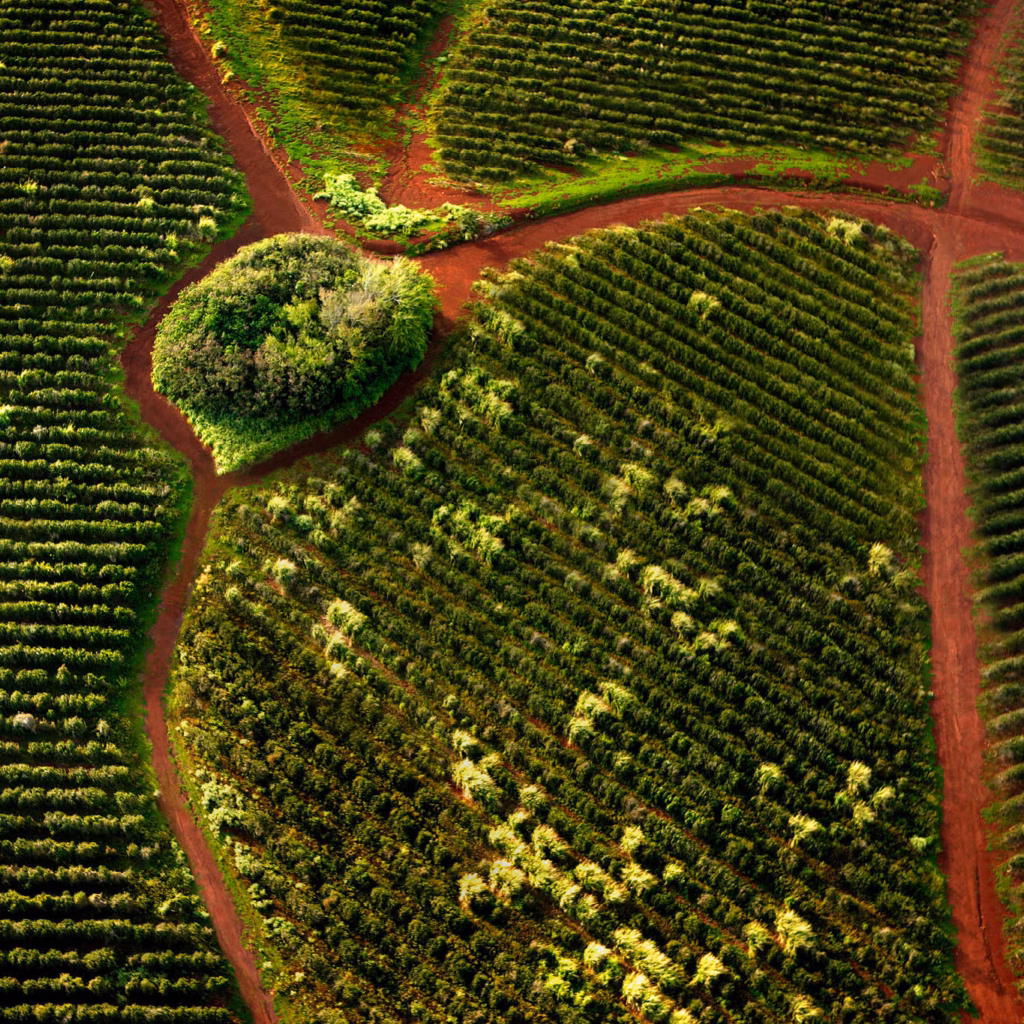 Luftaufnahme einer Kaffeeplantage mit Wegenetz