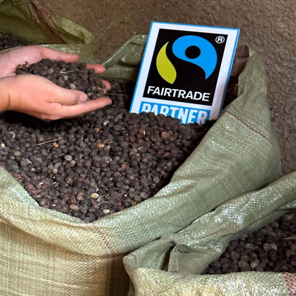 Close-Up-Foto: Kaffeekirschen in Säcken mit einen Schild Fairtrade-Partner, daneben zwei Hände mit Kaffeekirschen