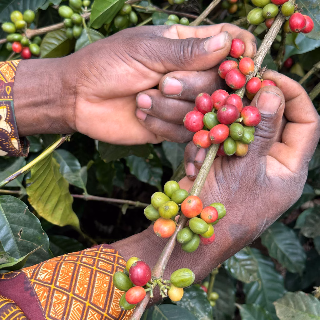 Close-Up-Foto: zwei Hände beim Pflücken von roten Kaffeekirschen